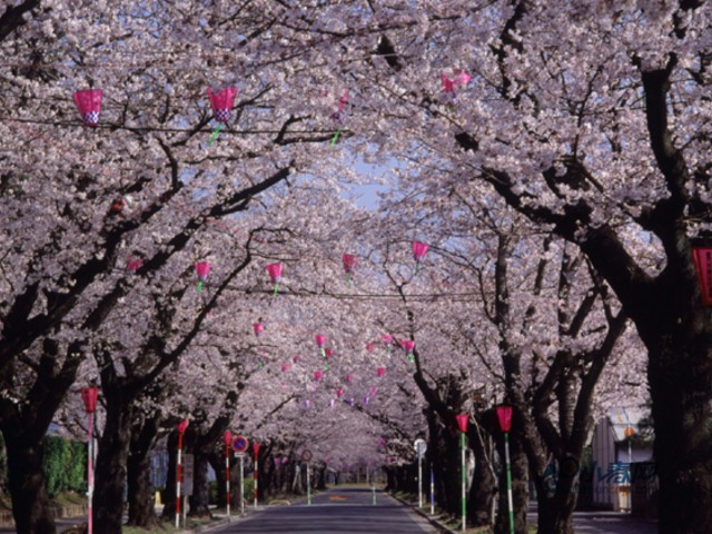 盘点：赏樱季日本闻名的樱花隧道