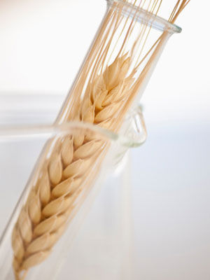 麦麸高纤减肥 一月能瘦10斤